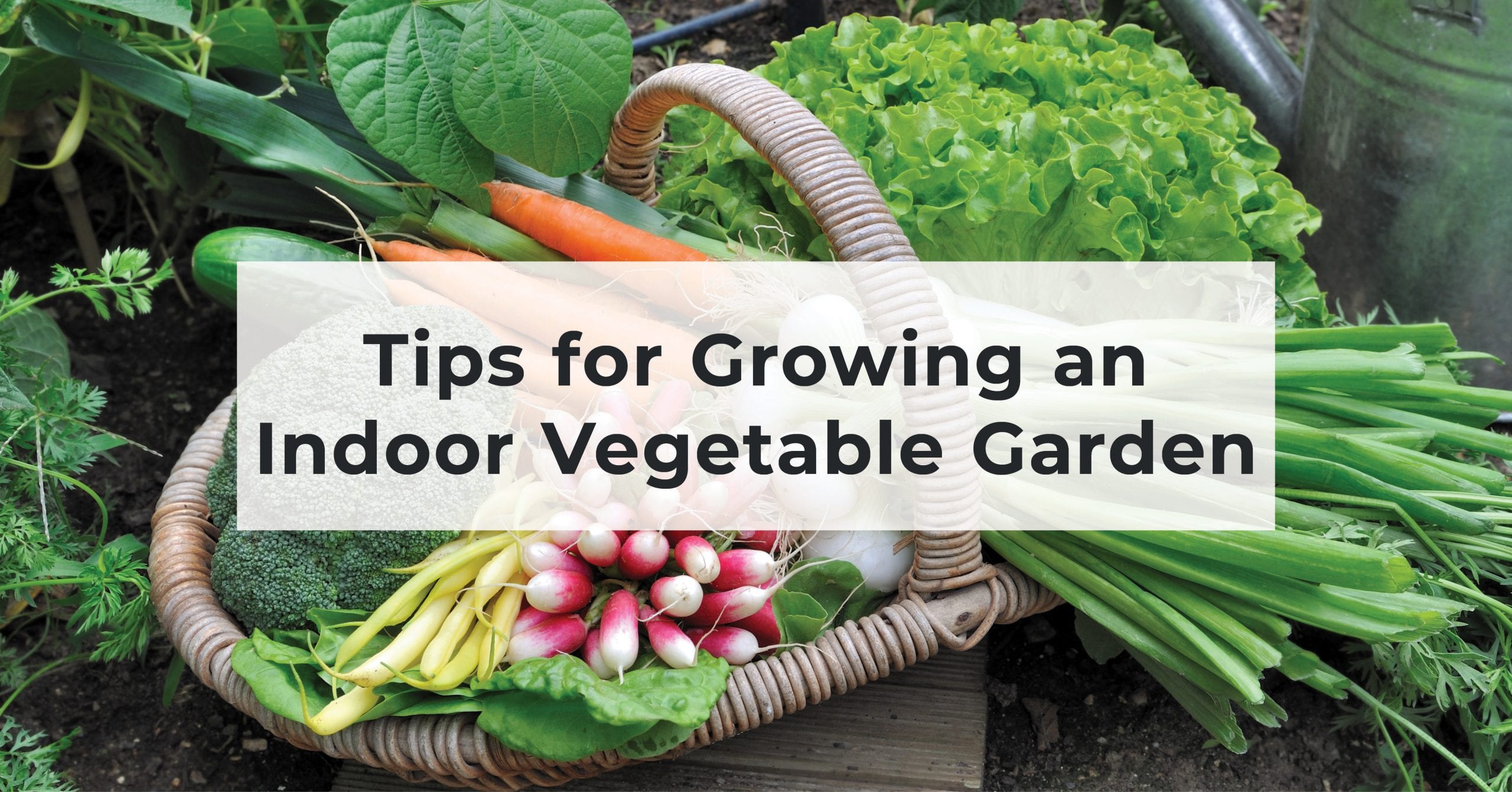 Tips for Starting an Indoor Vegetable Garden