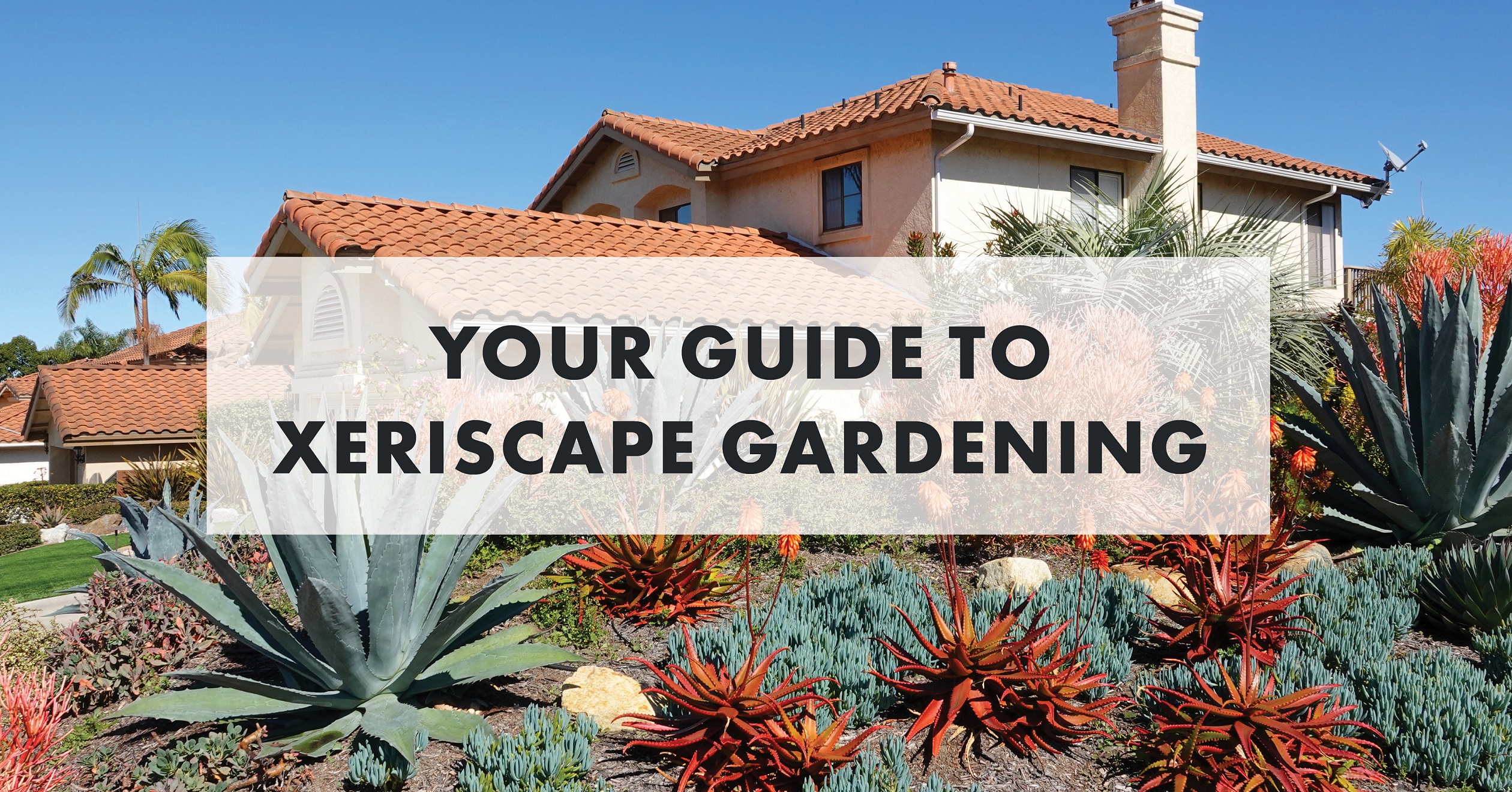 Your Guide to Xeriscape Gardening