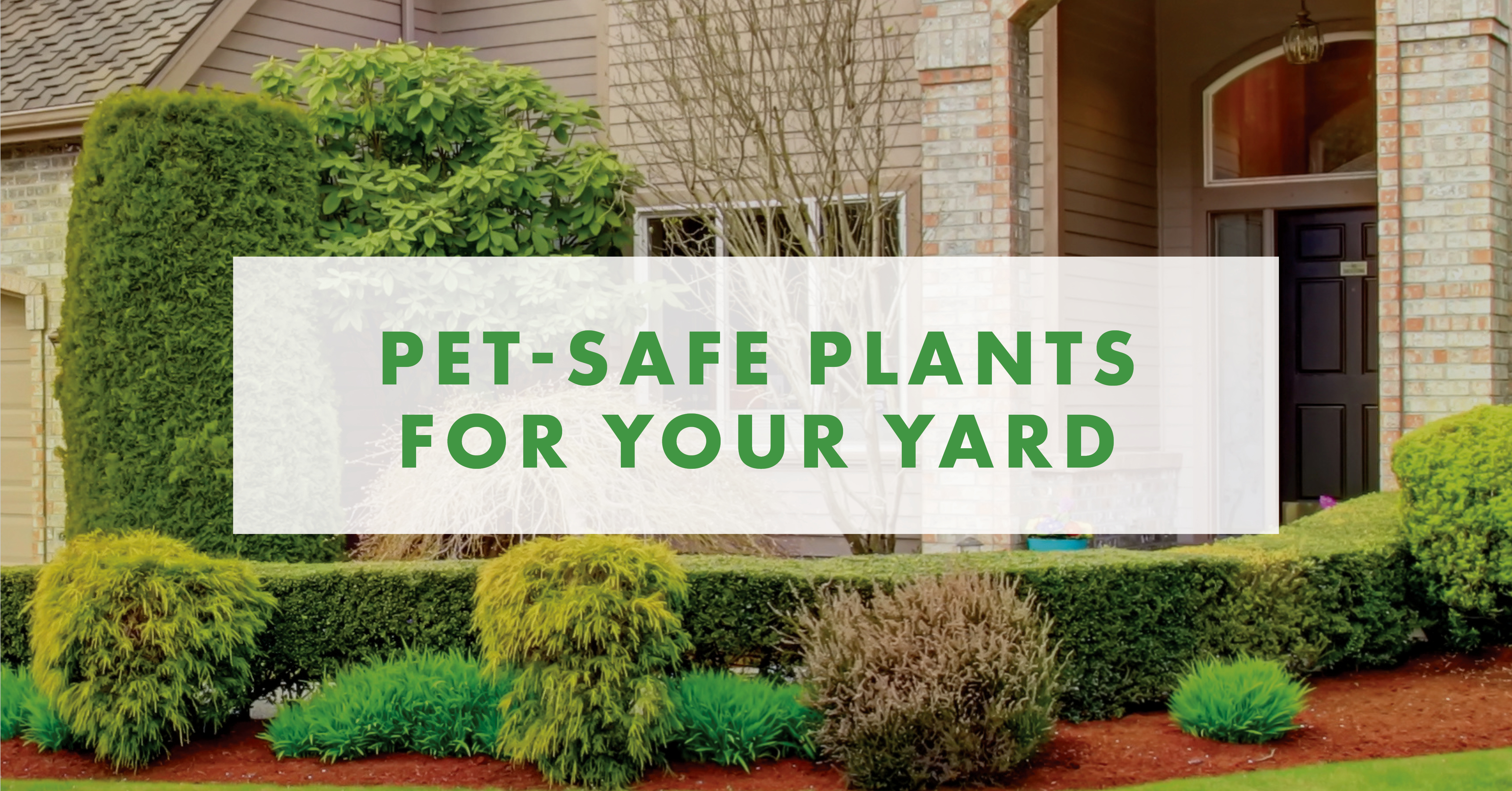 Pet-Safe Plants for Your Yard | NFM Lending